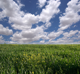 green grass and blue cloudy sky