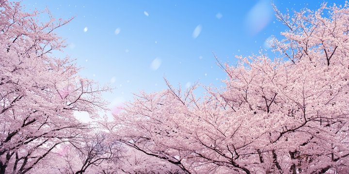 桜