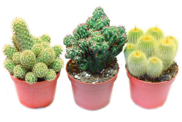tris di cactus
