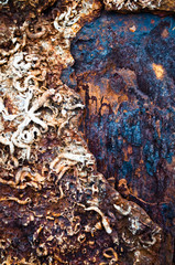 old wooden texture