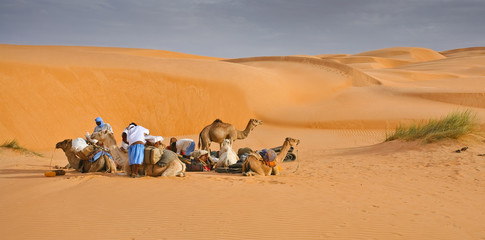 Groupe de dromadaires dans le désert - 19764370