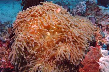 Naklejka na ściany i meble Pink anemonefish (Amphiprion perideraion)