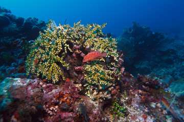 Naklejka na ściany i meble Coral grouper (Cephalopholis miniata)