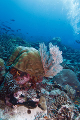 Underwater landscape, Gili Lawa, N of Komodo, Indonesia © Rostislav Ageev