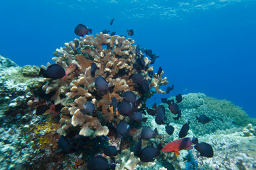 Fototapeta na wymiar Hard coral with fishes