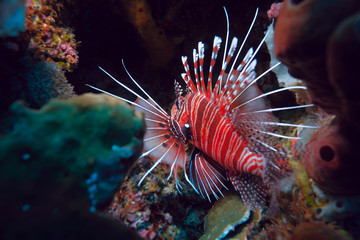 Lionfish (Pterois miles)