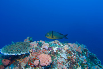 Obraz premium Bigeye emperor (Monotaxis grandoculis), Komodo, Indonesia