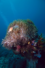 Naklejka na ściany i meble Pink anemonefish (Amphiprion perideraion, Komodo, Indonesia