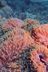 Naklejka na ściany i meble Ocellaris Clownfish (Amphiprion ocellaris) in anemon