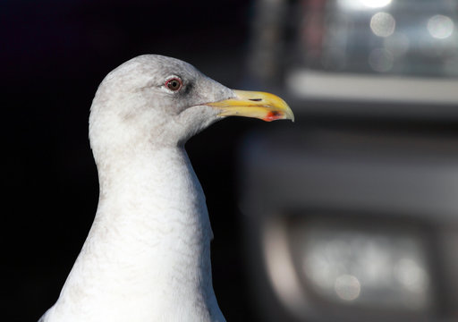 Profile of a Segull