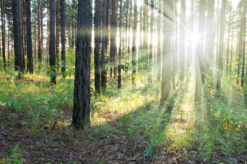 Naklejka premium sunset