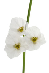 Obraz premium Fleurs blanche et tige verte sur fond blanc