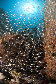 R&eacute;cif et banc de poissons en mer Rouge, Sinai, Egypte