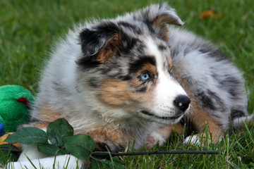 Australian Shepherd Welpe