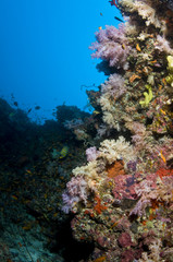 Récif et poissons, Océan Indien, Maldives