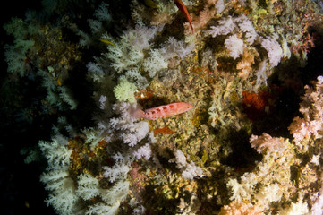Fototapeta na wymiar Récif et poissons, Océan Indien, Maldives