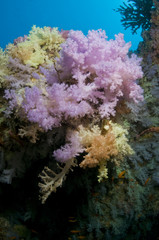 Récif et poissons, Océan Indien, Maldives