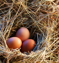 Chicken eggs in the straw in the morning light.