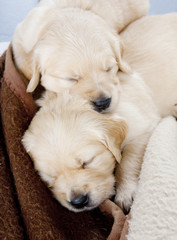 sleeping puppies of golden retriever