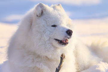 Obraz premium samoyed dog