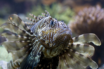 Fototapeta na wymiar an exotic fish swimming