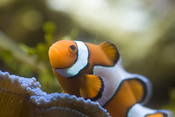 an exotic orange and white fish swimming