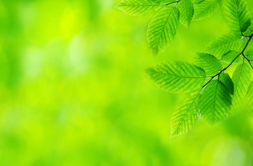 green leaves