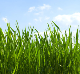 grass
