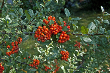 Branch of a mountain ash