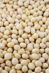 close up of soybeans