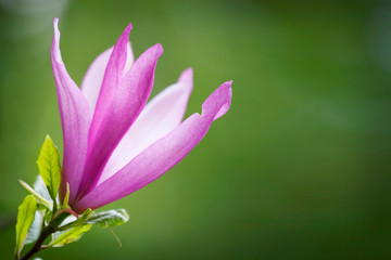 Fototapeta premium magnolia flowers in spring