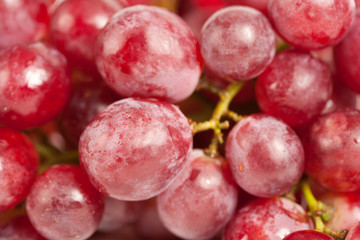 Cluster of delicious grapes