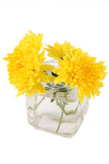 yellow chrysanthemums in the glass bottle..