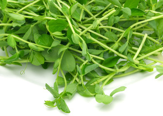 Pea Shoots