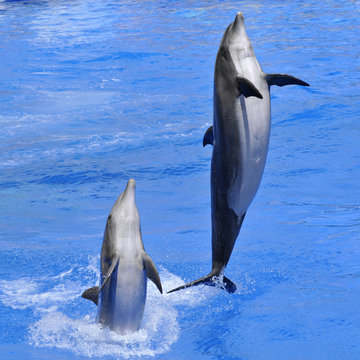Grands dauphins sautant hors de l'eau
