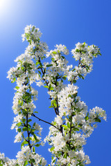 apple tree flowers In the beginning of spring