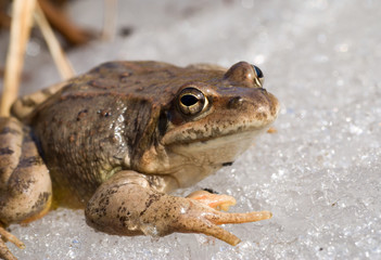 Frog on Ice 9