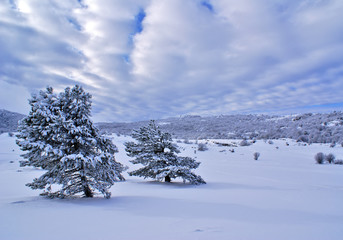 Winter landscape