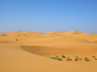 Fototapeta na wymiar pustynia po deszczu