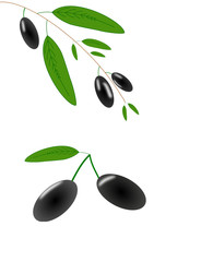 illustration of an olive branch
