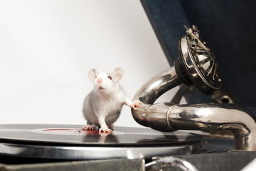 gramophone and rat