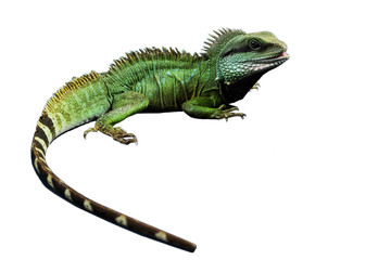 Obraz premium Agame freigestellt