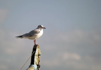 Seagull