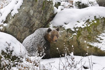 Bär im Schnee
