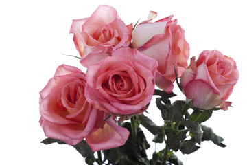 Rosen #2