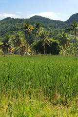 Tropical landscape of Dominican Republic