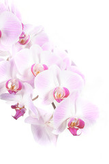 Pink Orchid