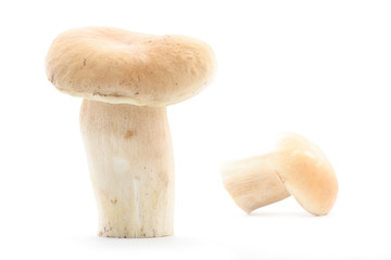Edible boletus mushrooms