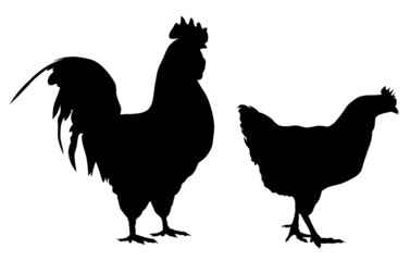 Rooster and hen