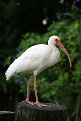 white ibis